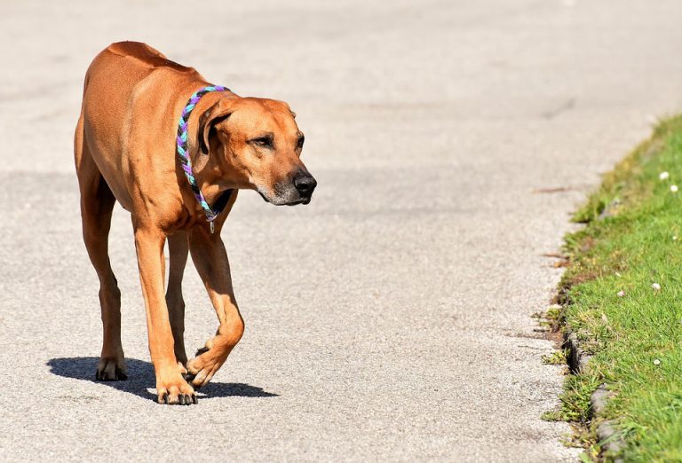 Free rabies clinic to be held Saturday in Palmyra