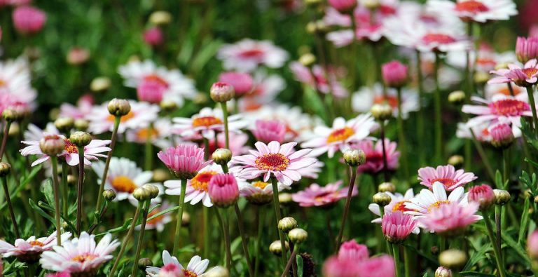 Moorestown Garden Club creating a ‘haven’ at Philadelphia Flower Show