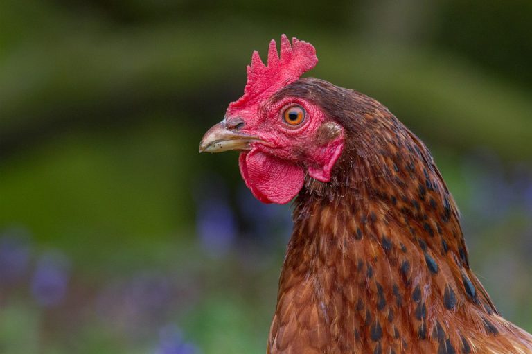 Weekly Roundup: Rooster arrest, Committee work session top this week’s stories