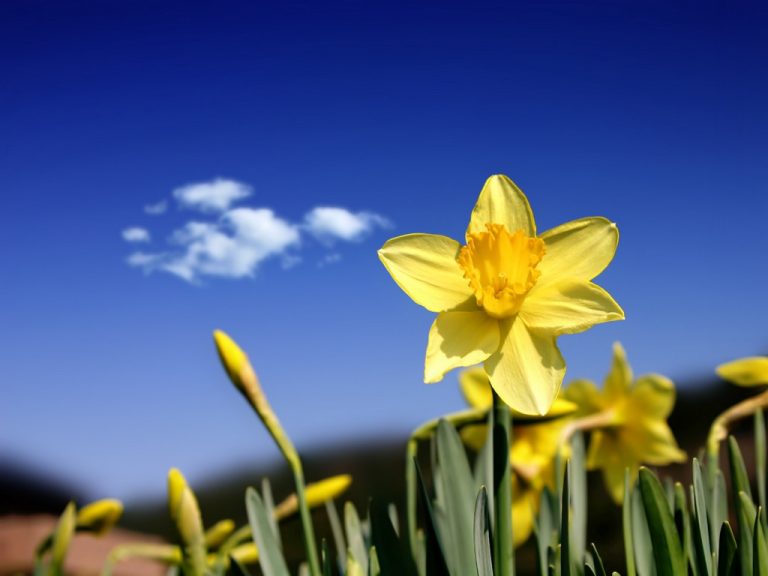 Daffodil Day returns on April 22