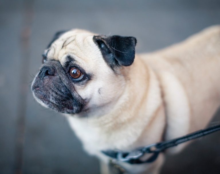 Blessings of the Animals returns to Trinity Episcopal