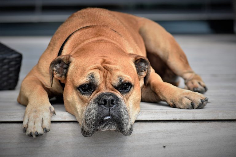 Door-to-door pet check in township