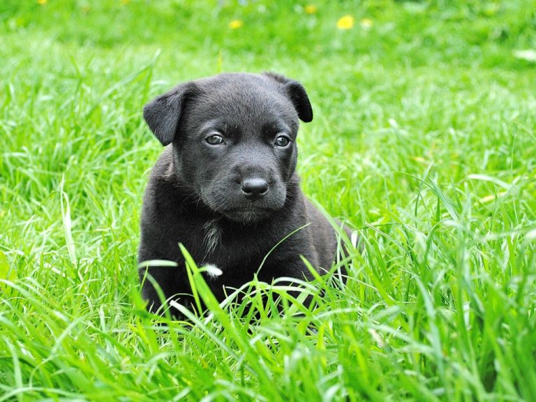 Celebrate national “Check your CHIP Day” with the Camden County Animal Alliance.