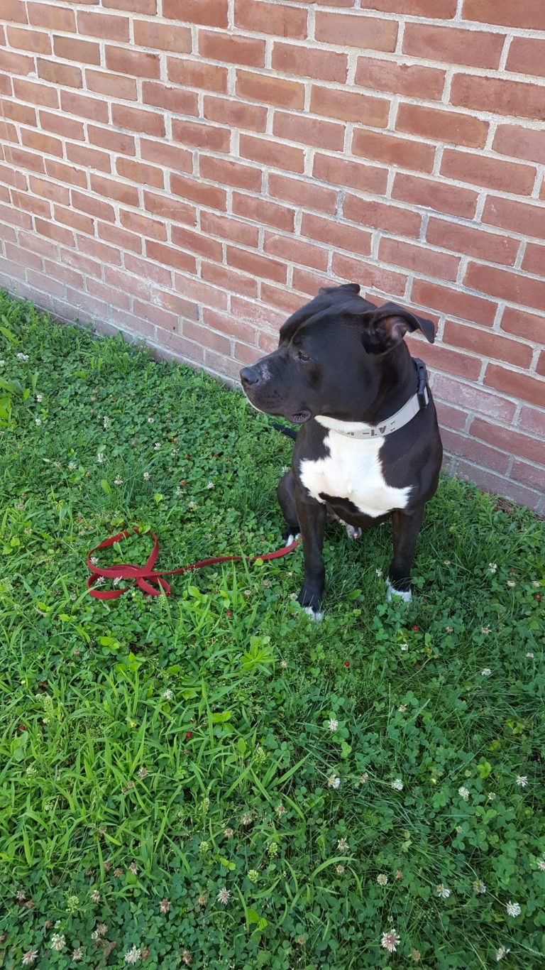 Dog Found in La Gorce Square Area in Burlington Township