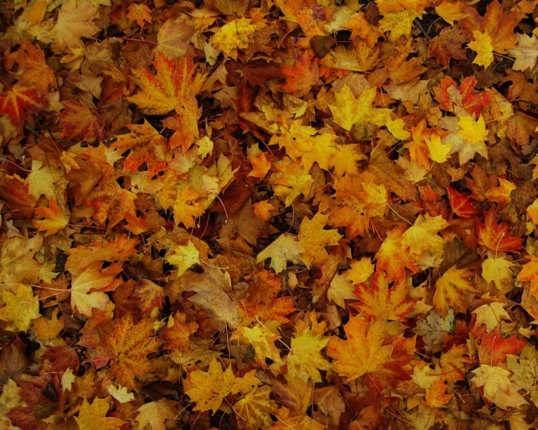 Fall leaf collection set to continue next week in Monroe Township