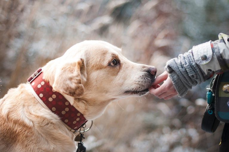 Resolve conflict between human and canine relationships