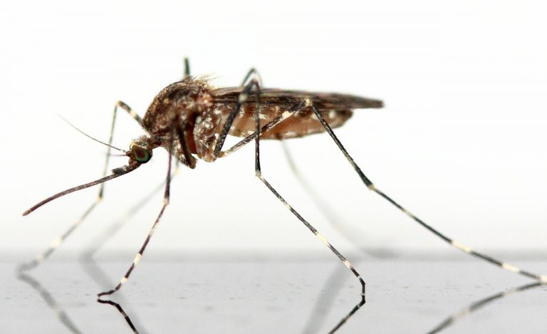 Mosquito spraying throughout Camden County Friday