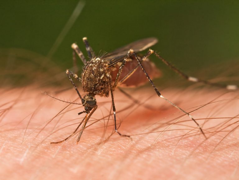 More mosquito spraying on tap for Gloucester Township Friday morning