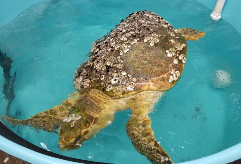 Mt. Laurel Animal Hospital assists with CT scan on rescued sea turtle