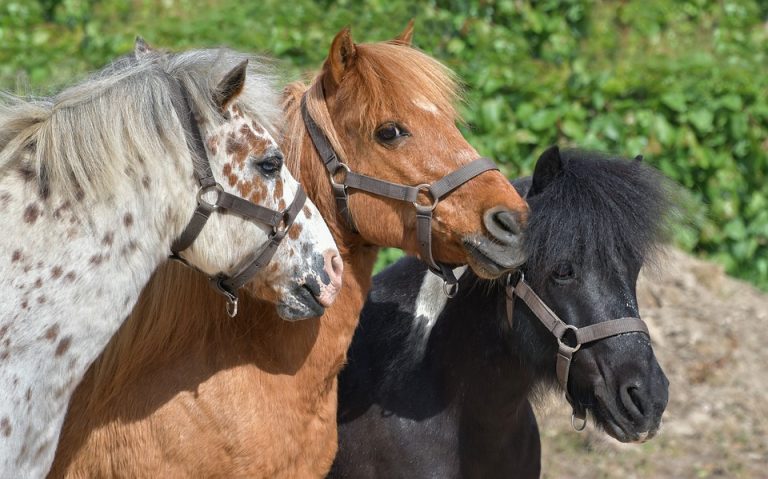 Fun at the fair: Gloucester County 4-H Fair returns