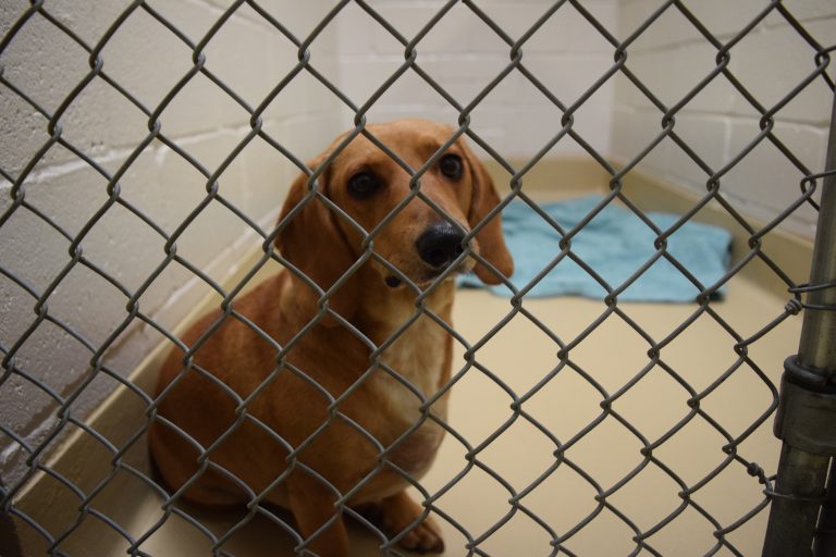 22 cats and dogs were adopted during the Clear the Shelters event at Gloucester County Animal Shelter