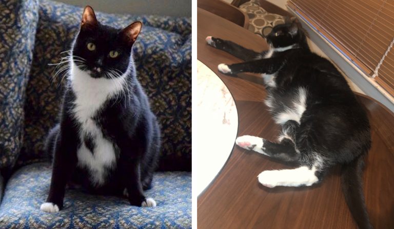 Haddonfield family searching for lost cat