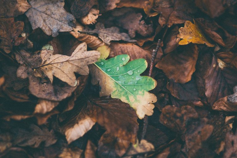 Gloucester Township leaf collection starts next week