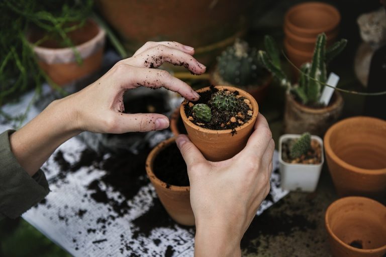 Horticultural Society takes a ‘chance’