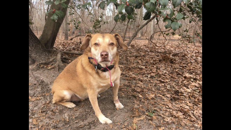 The Incredible Journey: Local therapy dog competing in American Humane Hero Dog Awards