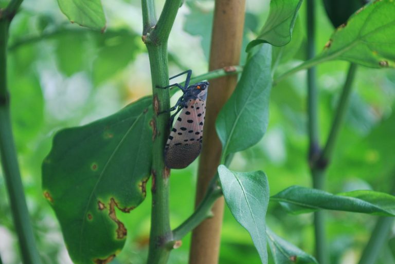 County asking for help from residents with Spotted Lanternfly