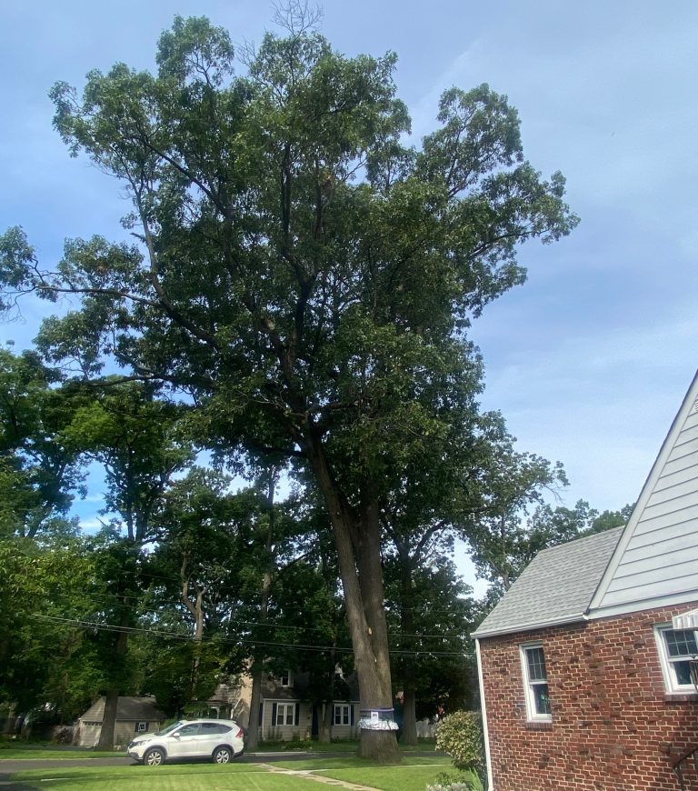 Spotting the spotted lanternfly in Burlington County neighborhoods