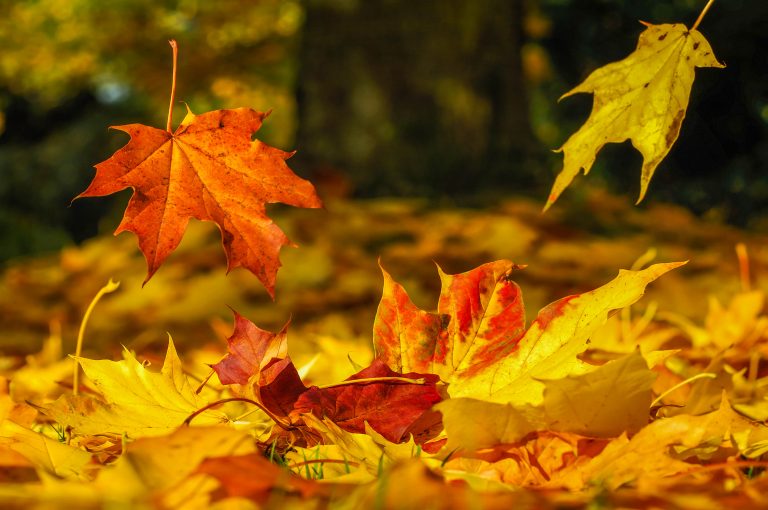 Leaf collection season begins