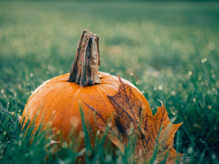 Food Trucks, Craft Fair and Fall Festival by Camden County Technical Schools on Oct. 2