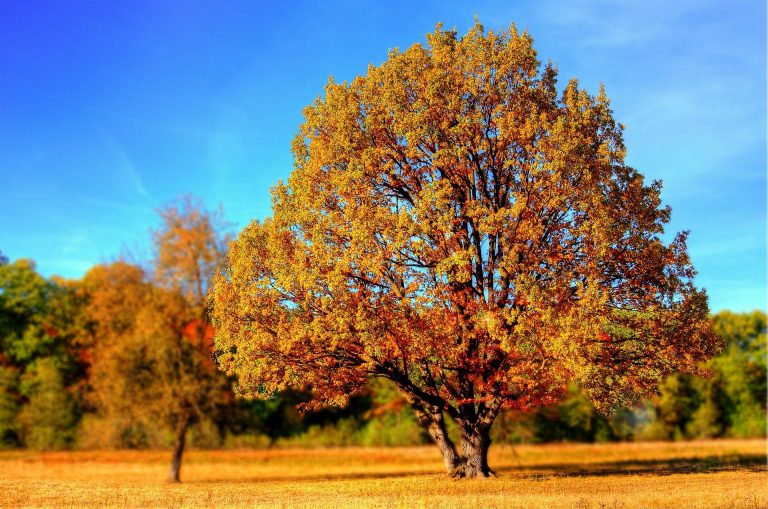 Medford tree ordinance goes into effect