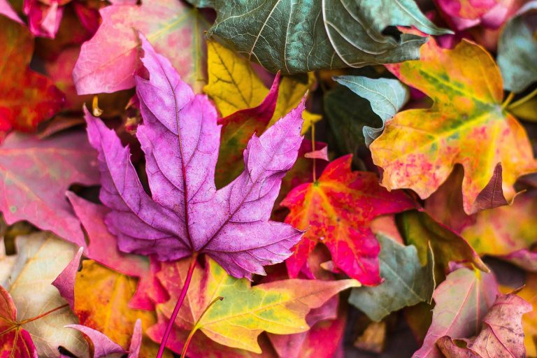 Medford leaf collection underway