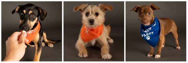 South Jersey rescue scores a touchdown with Puppy Bowl debut