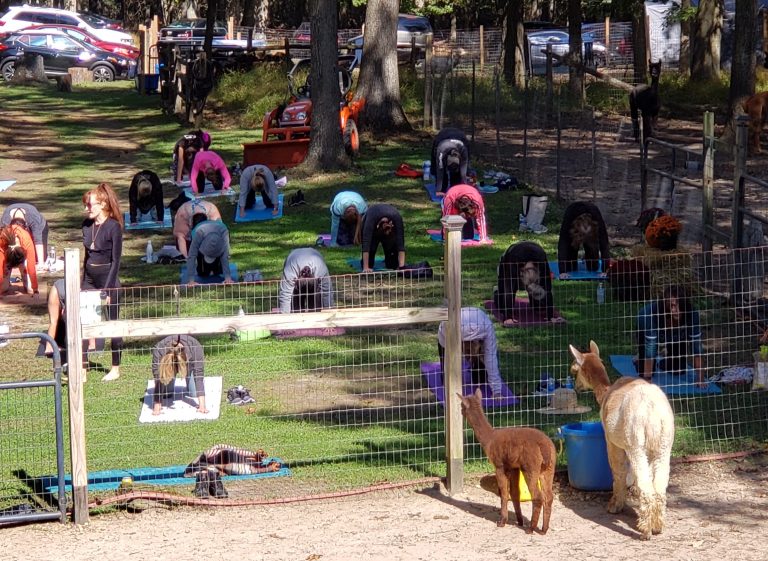 Alpaca yoga is coming to Tabernacle