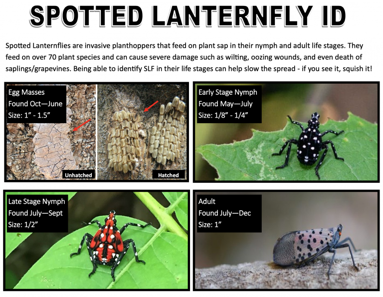 Burlington County Commissioners call on residents to continue fight against spotted lanternfly invasion