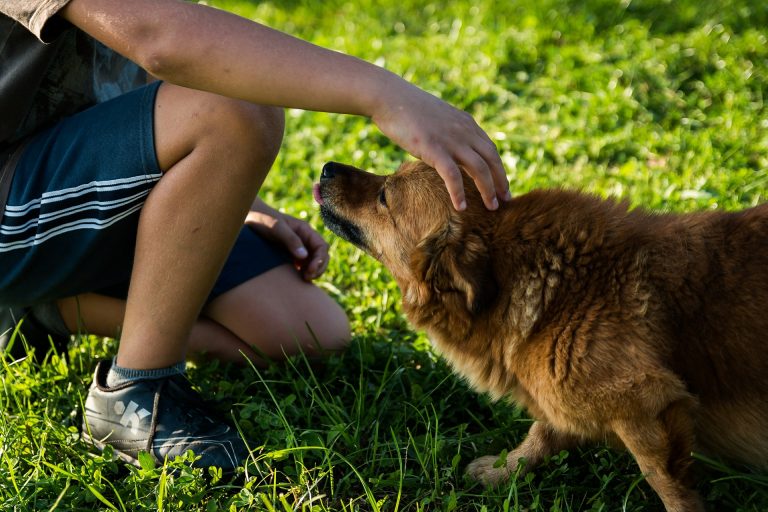 Dog park proves to be popular spot among locals