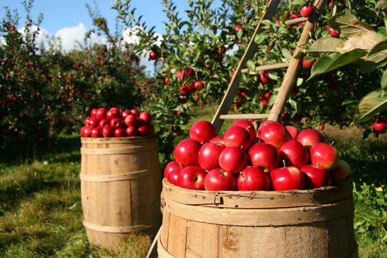 Stella Farms celebrates 100th year with fall fest Sept. 25