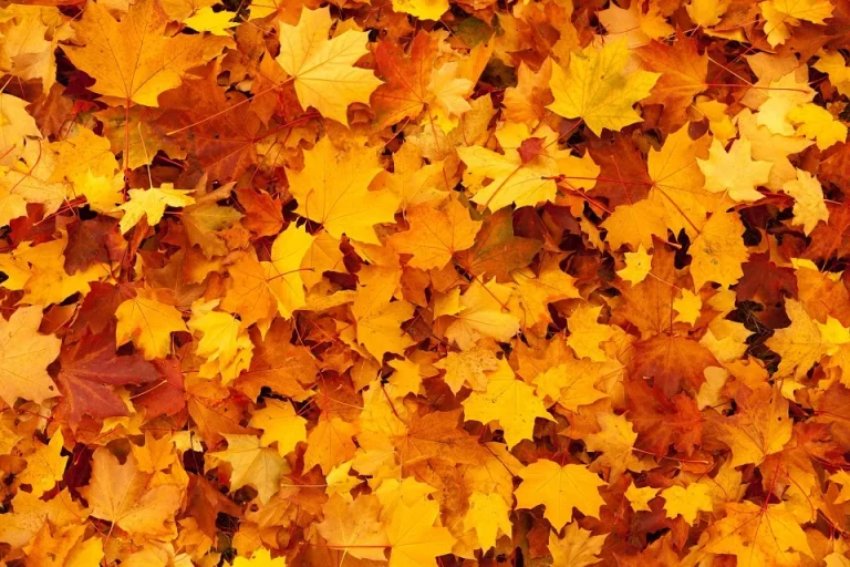 Mullica Hill leaf collection program begins Oct. 18