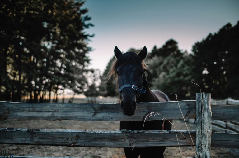 Virtual Run to benefit Donahue Stables starts Nov. 5