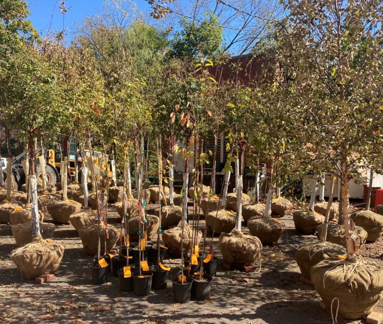 Haddonfield’s fall planting brings 80 more trees to borough