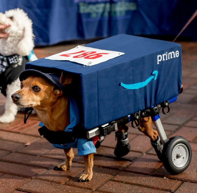 Disabled rescue dog provides joy and inspiration for others