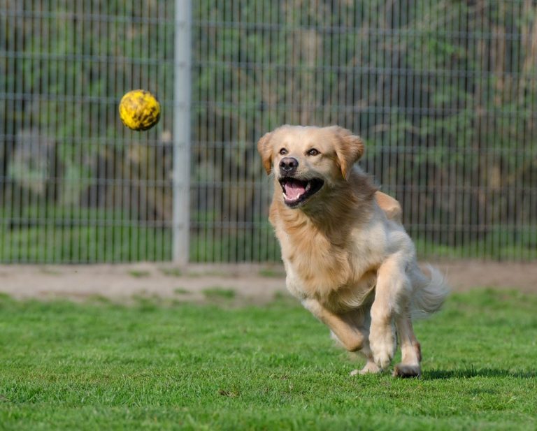 Burlington County Animal Shelter waives adoption fees for month of January