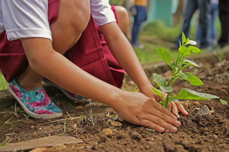 Cherry Hill will distribute seedlings for Arbor Day