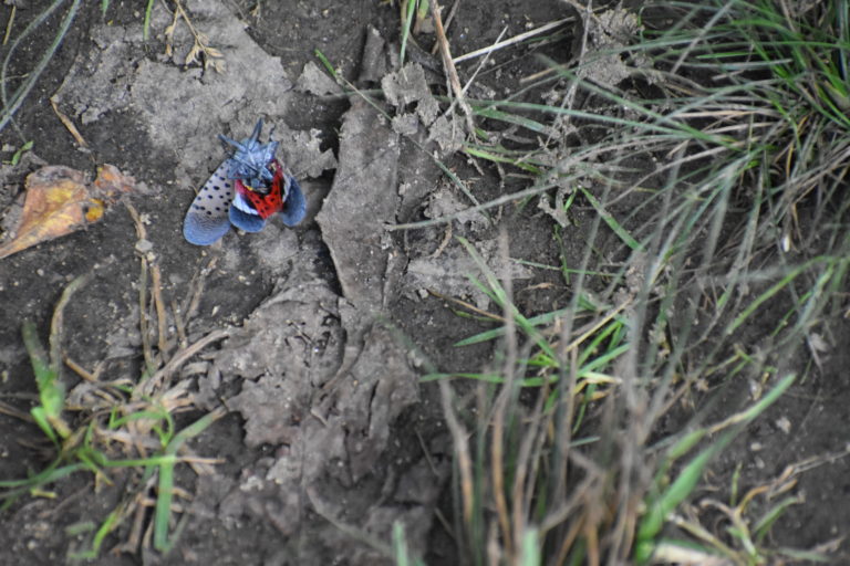 Stomp it out: Spotted lanternfly is still a menace