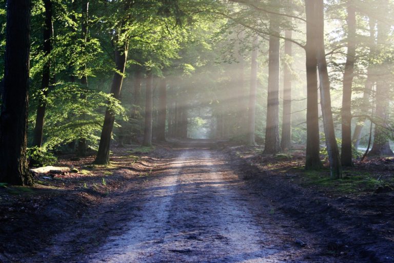 Volunteers needed for National Public Lands Day on Sept. 24