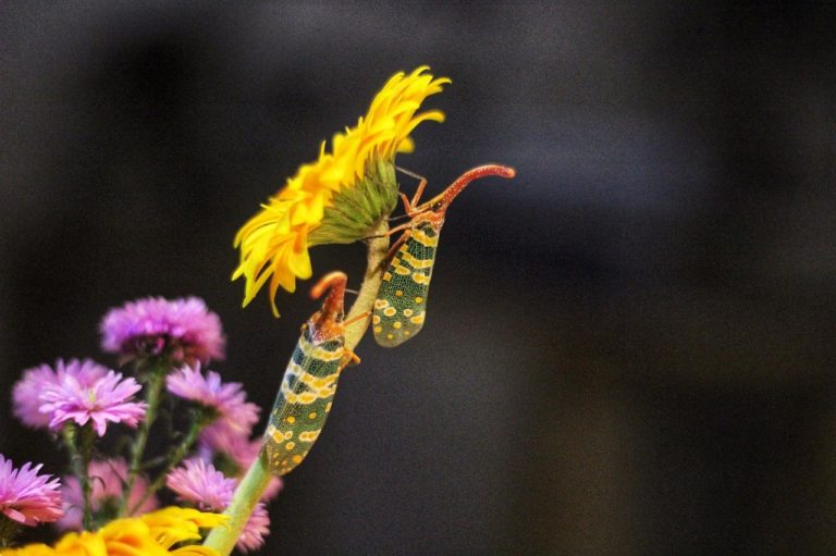 Burlington County holds Spotted Lanternfly seminar