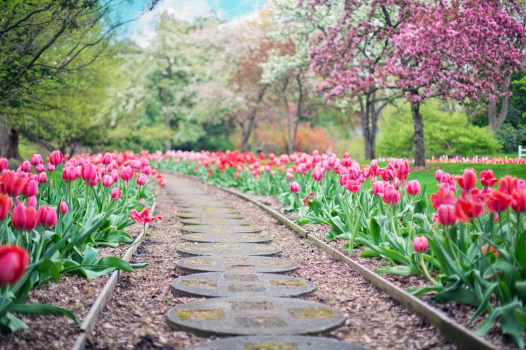 Camden County Certified Gardeners Horticultural Training Program open for registration