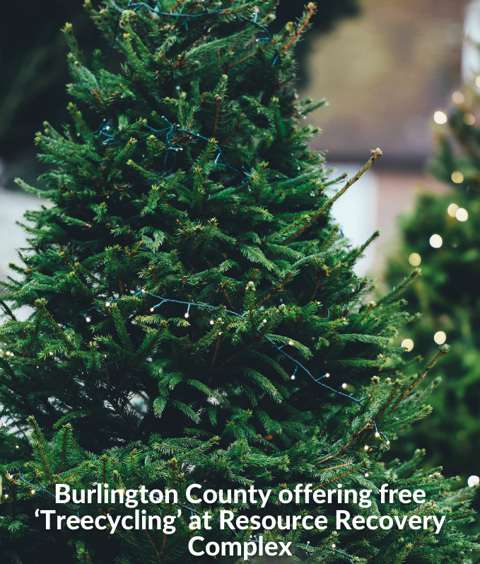 Burlington County offering Christmas tree recycling