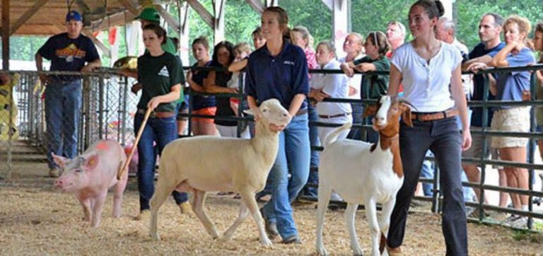 Gloucester County 4-H Fair to offer variety of attractions