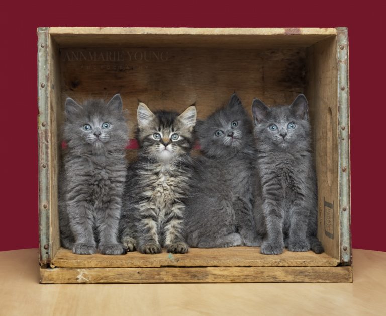 Burlington County Animal Shelter holds kitten and pet shower