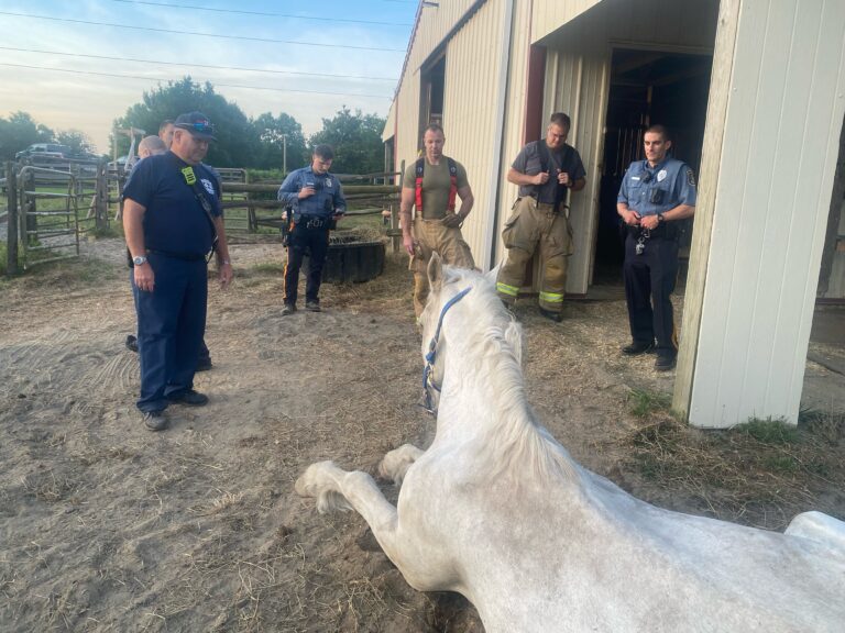 Community rallies behind Army horse  after its fall