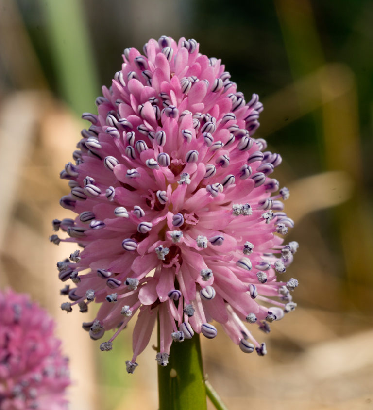 Garden club hosts talk on Camden County’s rare species