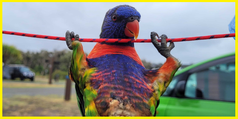 beautiful colorful bird