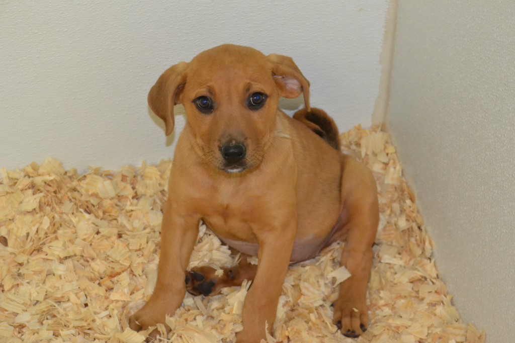 adoption puppy center