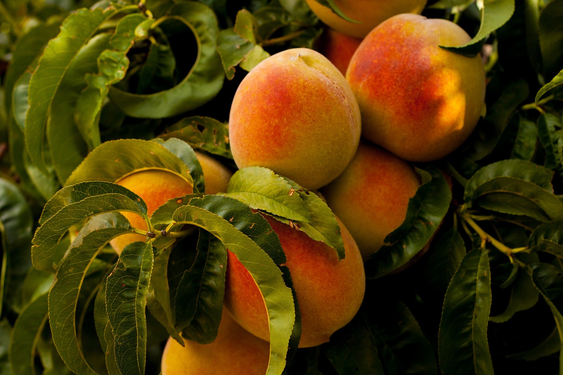 Annual Peach Festival At First United Methodist Church Friday